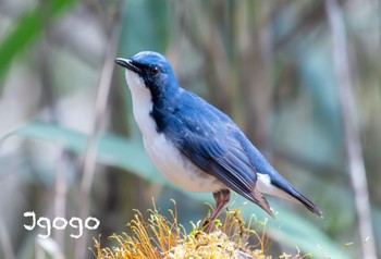 Siberian Blue Robin 山梨県 Mon, 5/1/2023