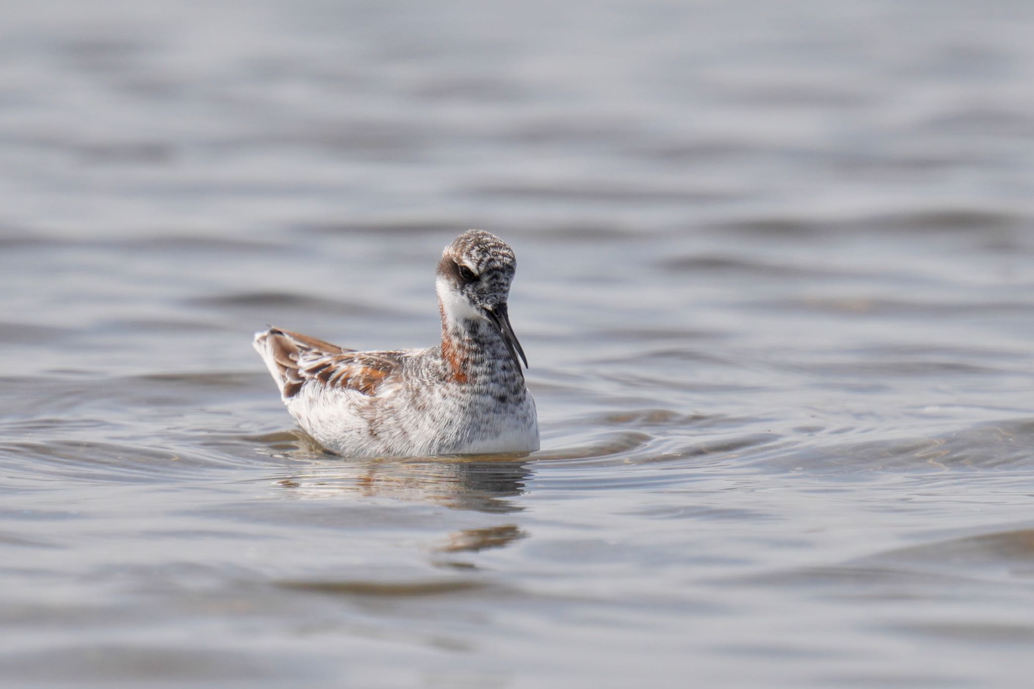 Photo of Red-necked Phalarope at Sambanze Tideland by アポちん