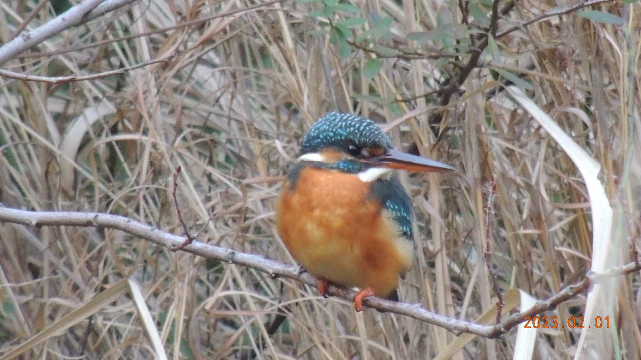  カワセミの写真