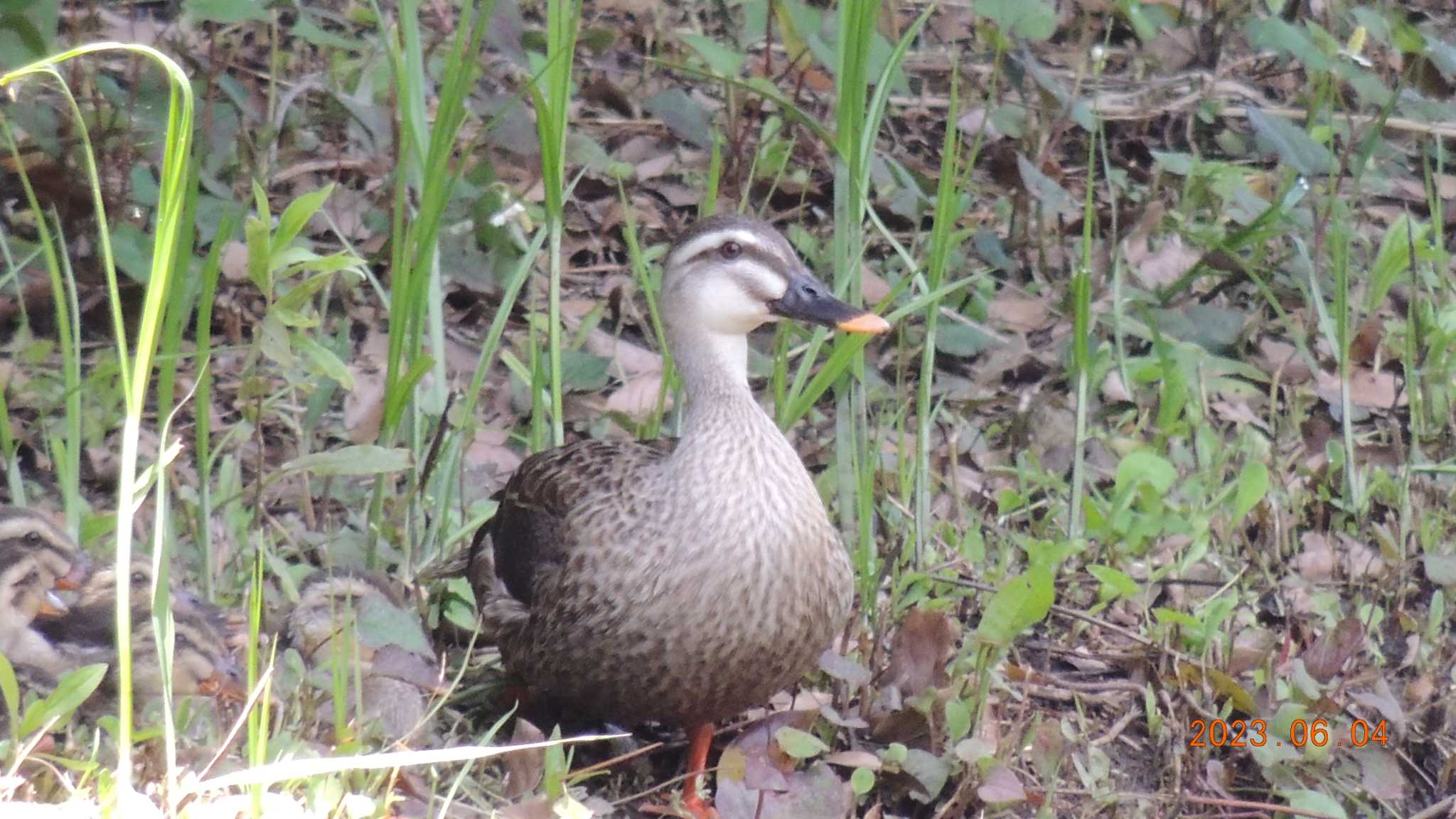  カルガモの写真