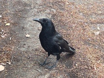 Carrion Crow 鶴舞公園(名古屋) Fri, 6/9/2023