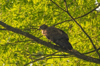 Crested Honey Buzzard Unknown Spots Thu, 6/8/2023