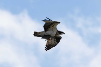 Osprey Gonushi Coast Tue, 1/31/2023