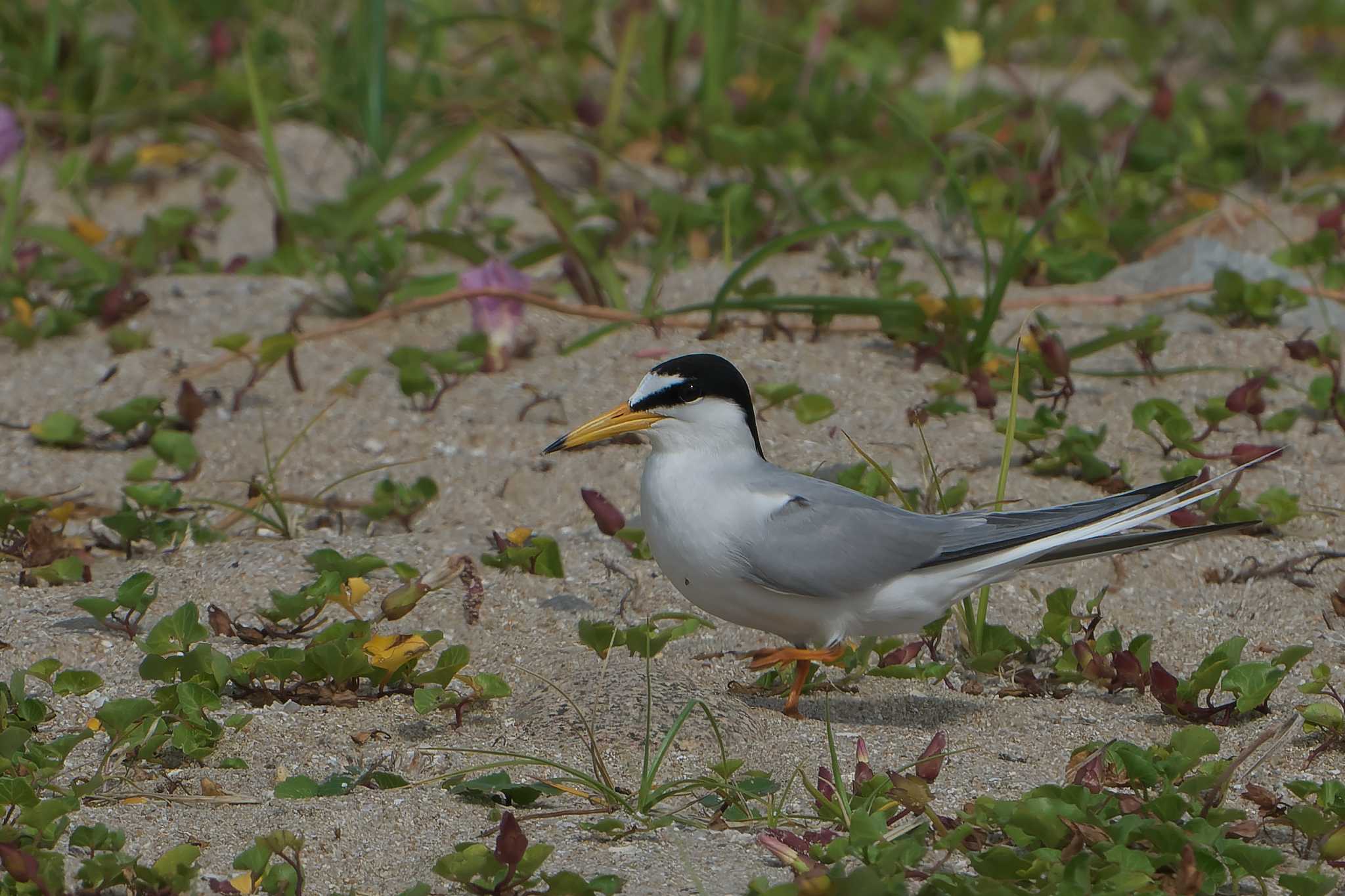 Photo of Little Tern at 神戸市垂水区 by 禽好き