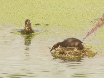 Little Grebe Yoron Island Tue, 7/17/2018