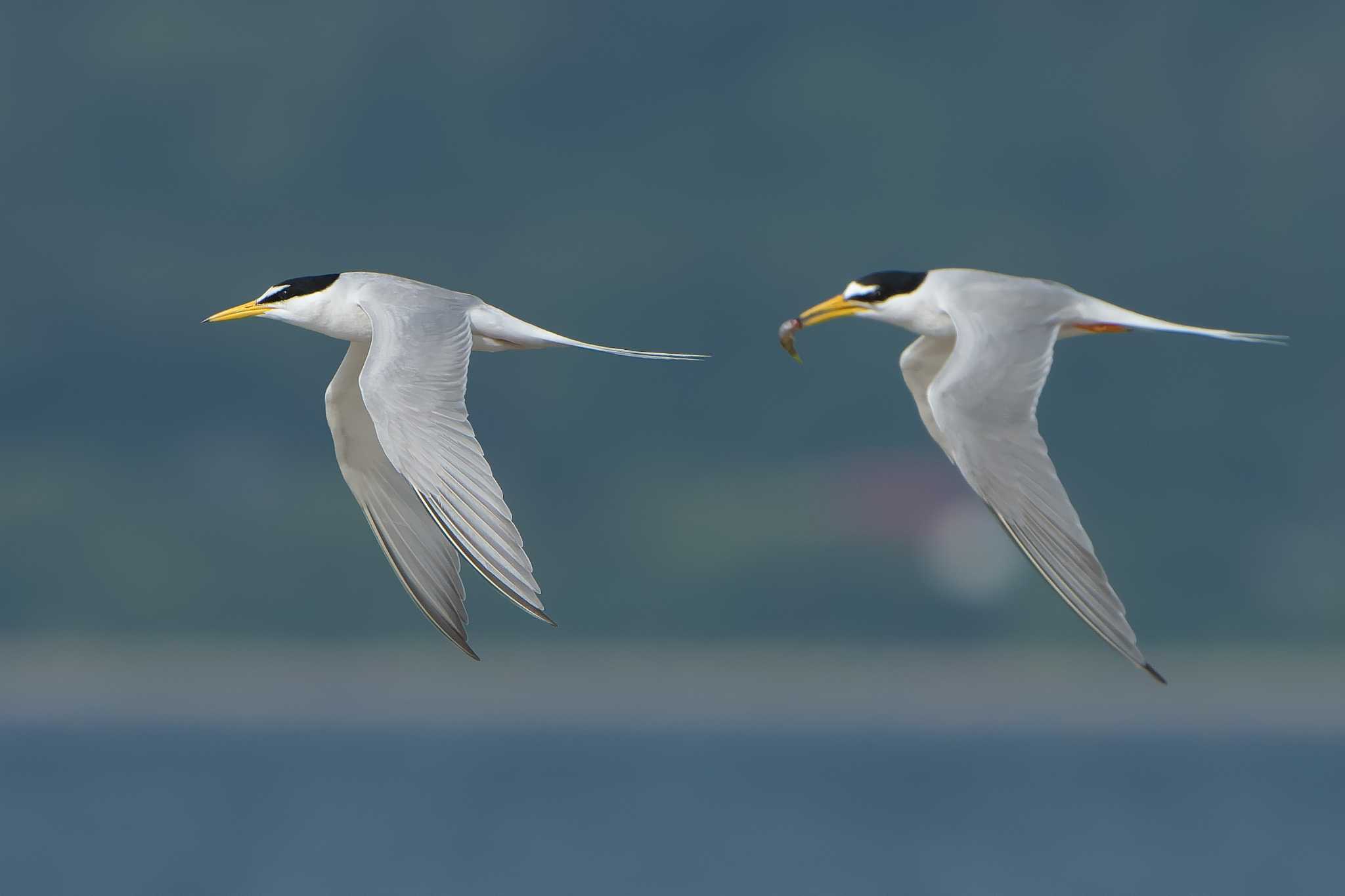 Photo of Little Tern at 神戸市垂水区 by 禽好き