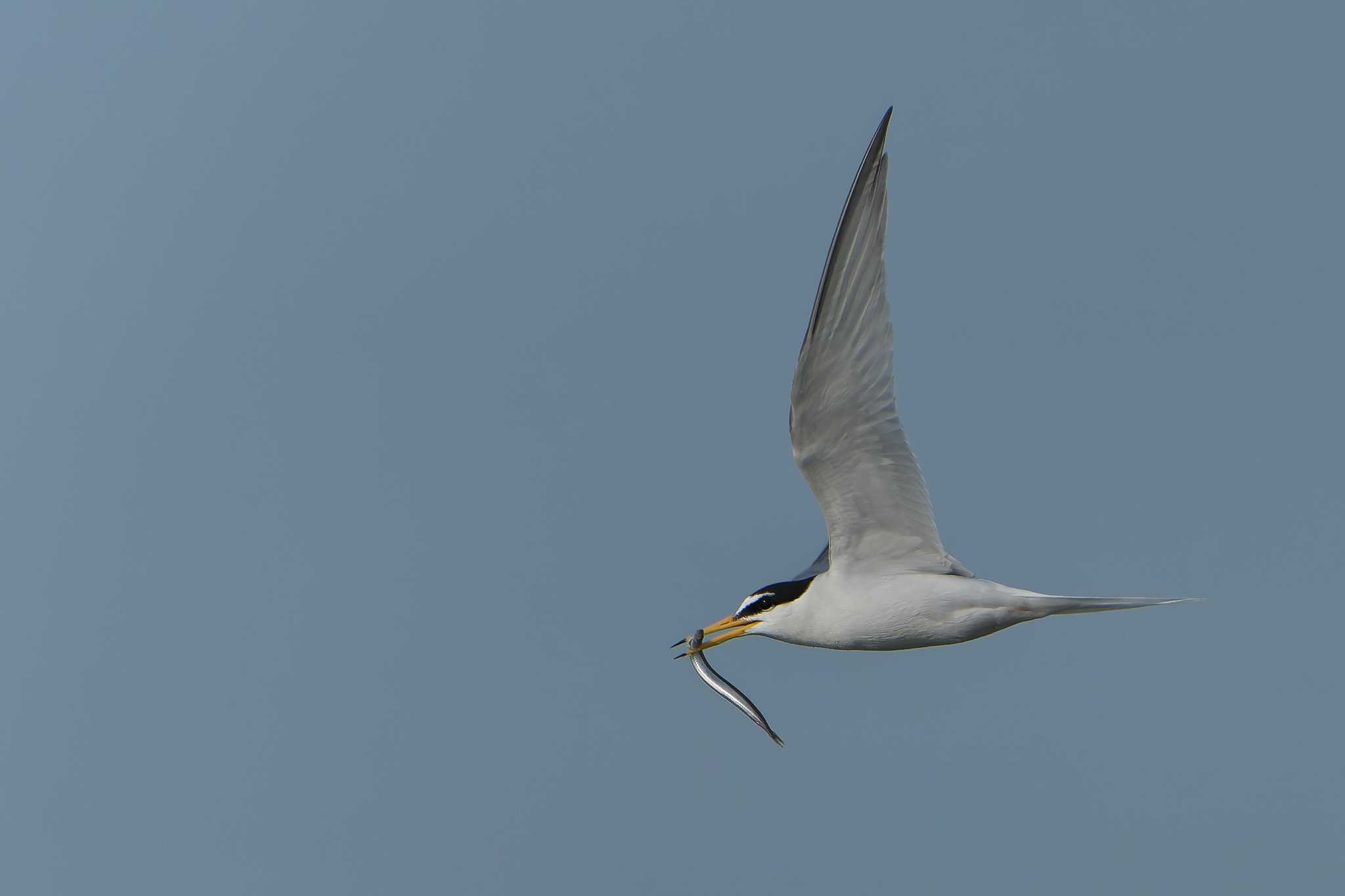 Photo of Little Tern at 神戸市垂水区 by 禽好き