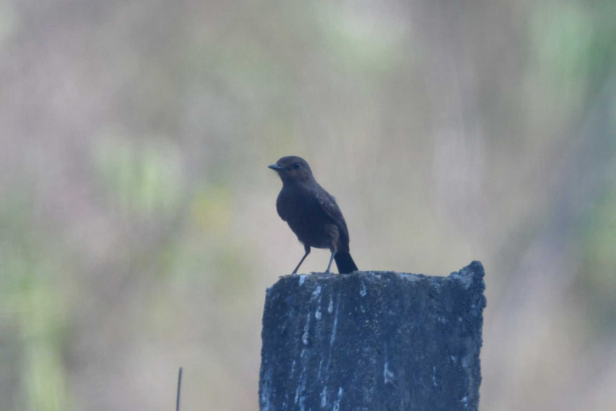 Nong Bong Khai Non-hunting Area クロノビタキの写真