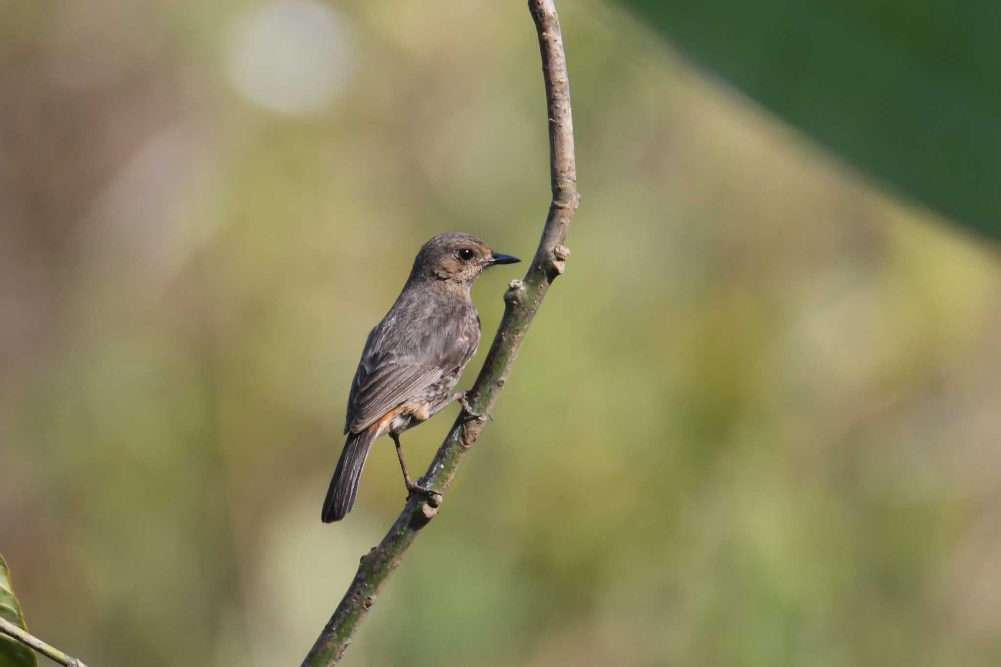 Pied Bush Chat