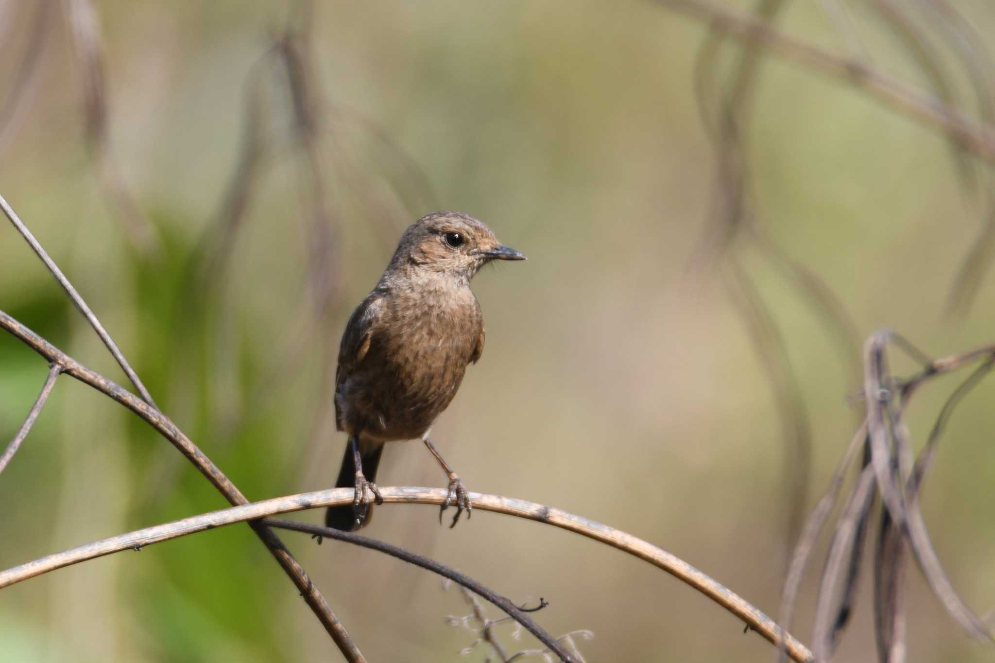 Photo of Pied Bush Chat at Nong Bong Khai Non-hunting Area by あひる