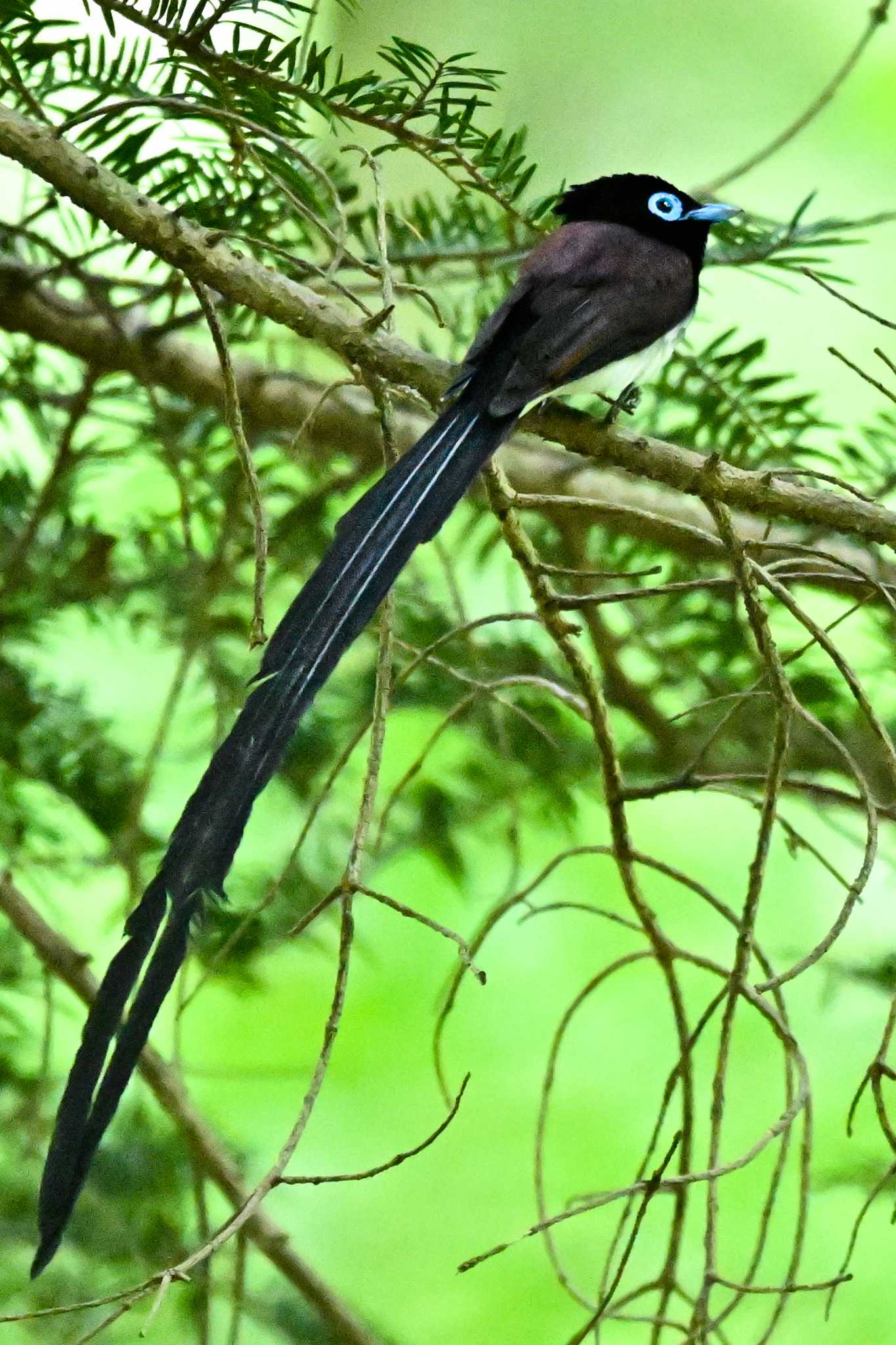 栃木県 サンコウチョウの写真