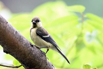 シジュウカラ 大池公園 2023年6月8日(木)