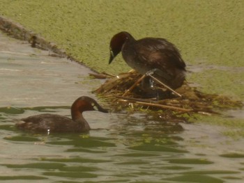 Little Grebe Yoron Island Tue, 7/17/2018