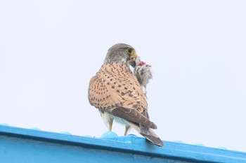 チョウゲンボウ 愛知県 2023年6月9日(金)