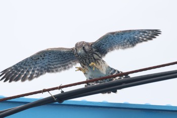 チョウゲンボウ 愛知県 2023年6月9日(金)