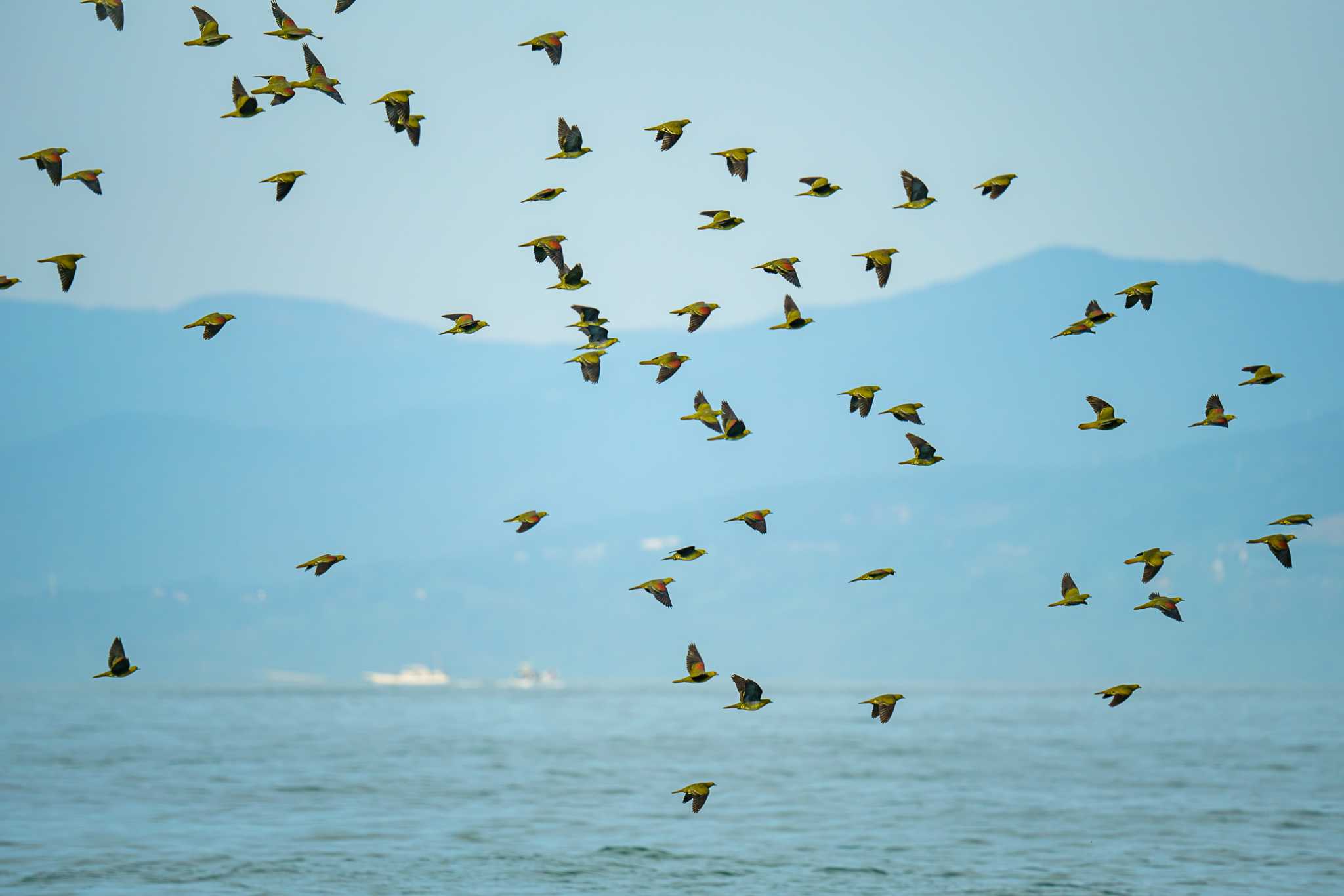 Photo of White-bellied Green Pigeon at Terugasaki Beach by Tosh@Bird