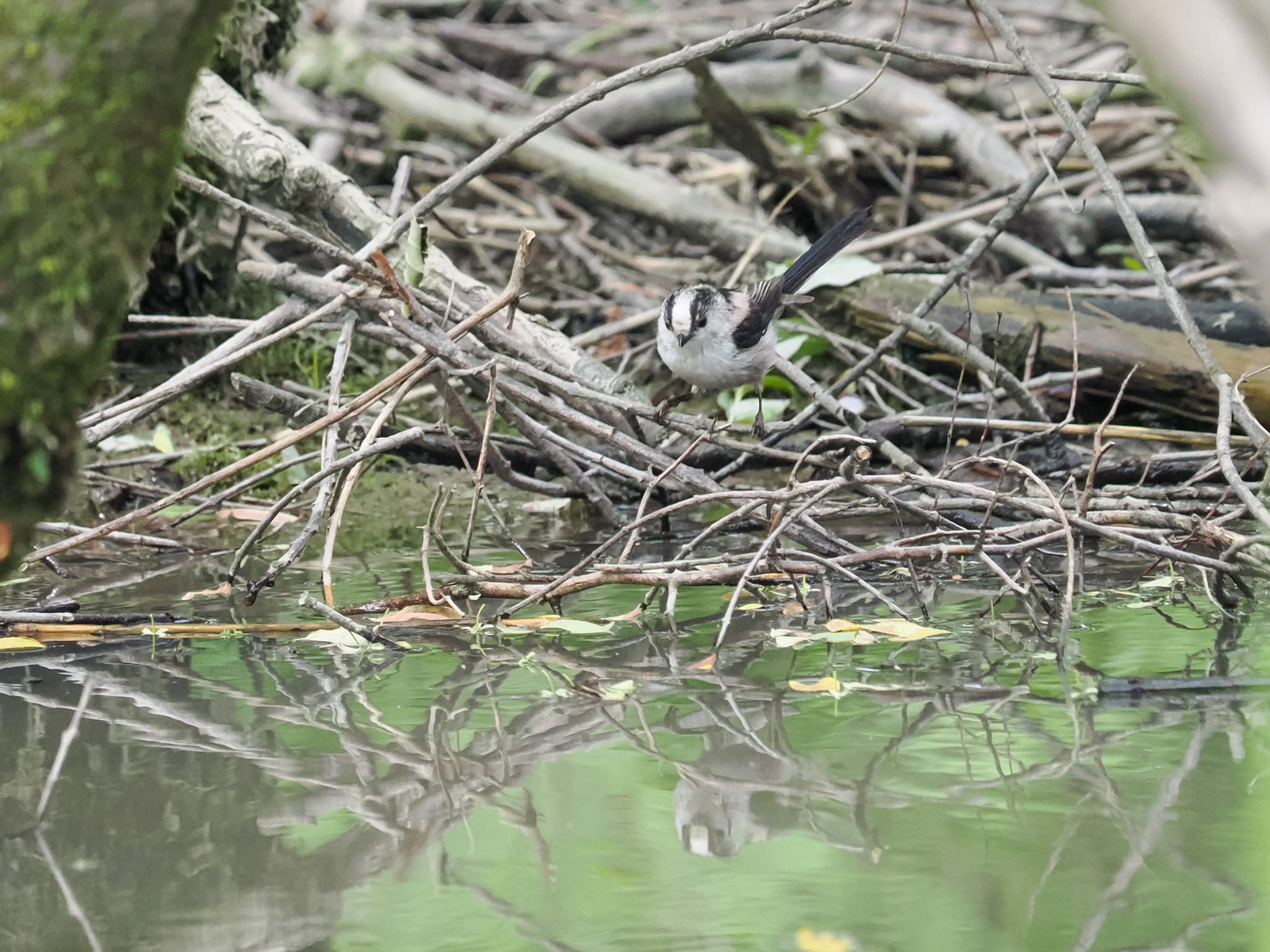 Long-tailed Tit