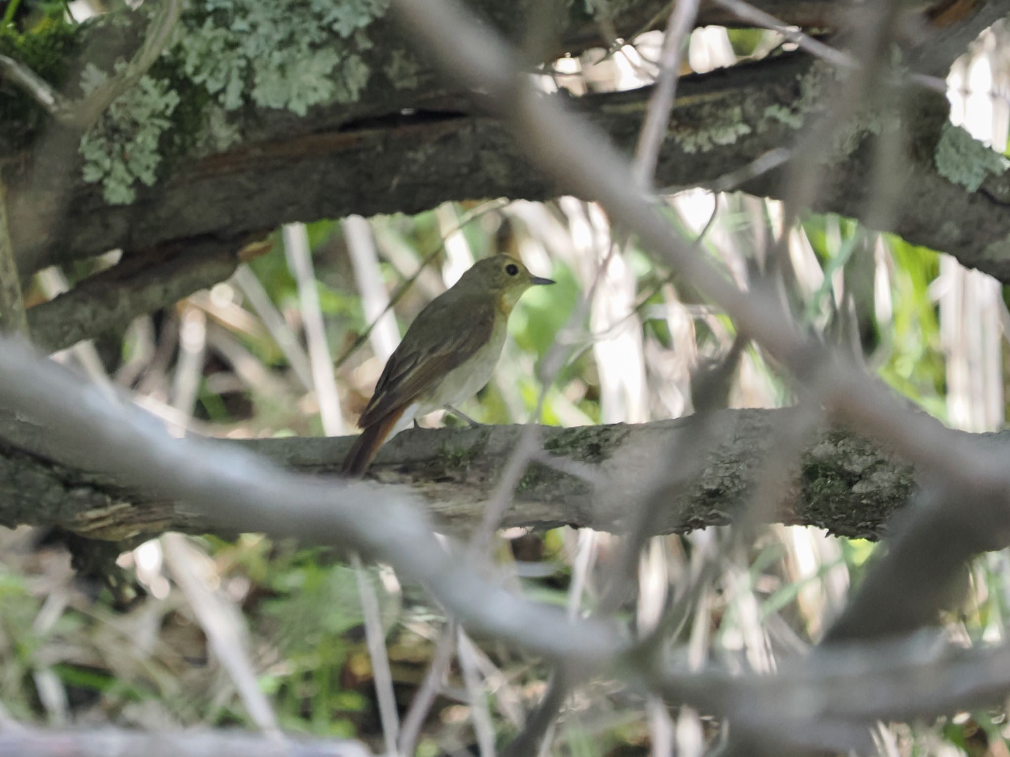 Blue-and-white Flycatcher