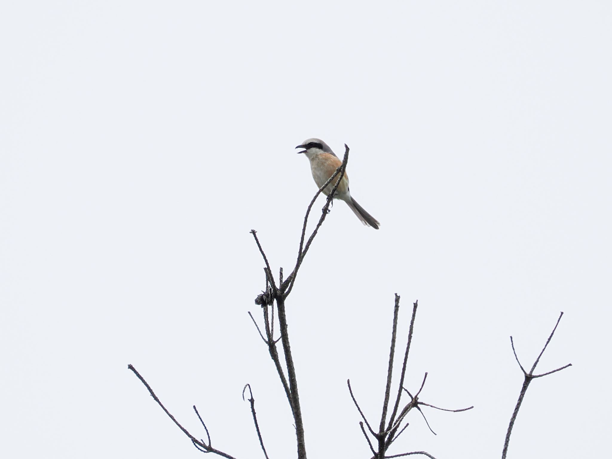 Bull-headed Shrike