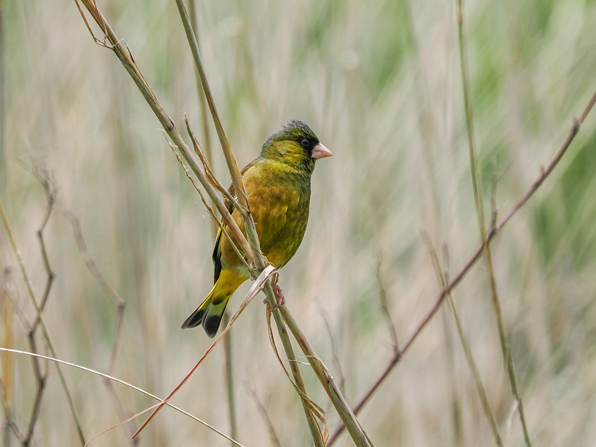 Grey-capped Greenfinch