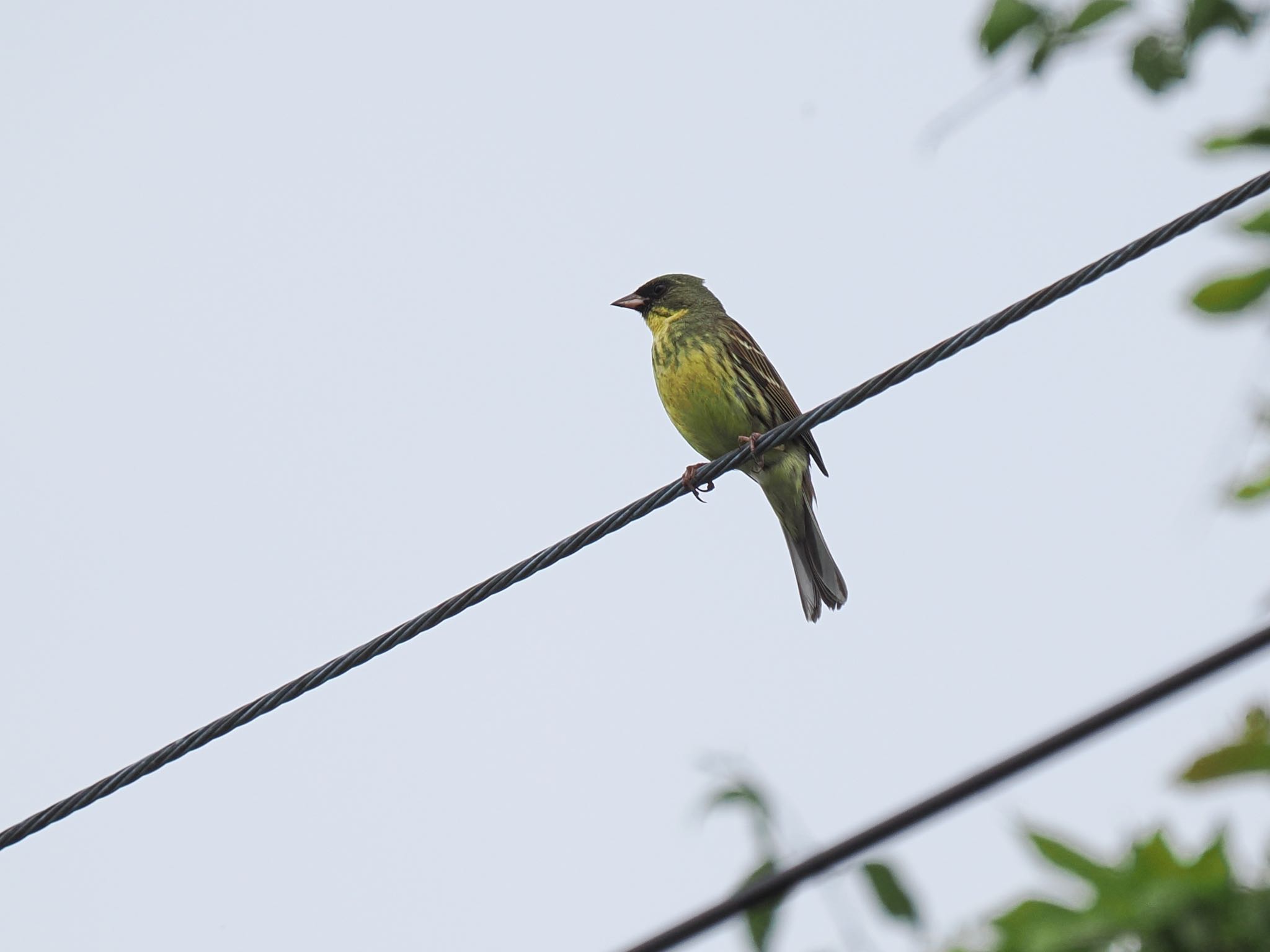 Masked Bunting