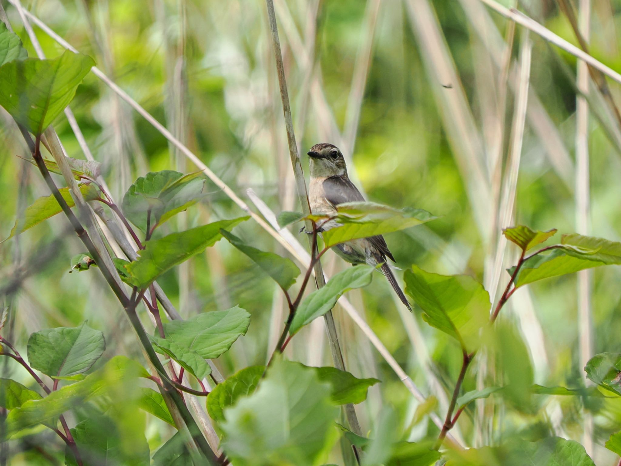 Amur Stonechat