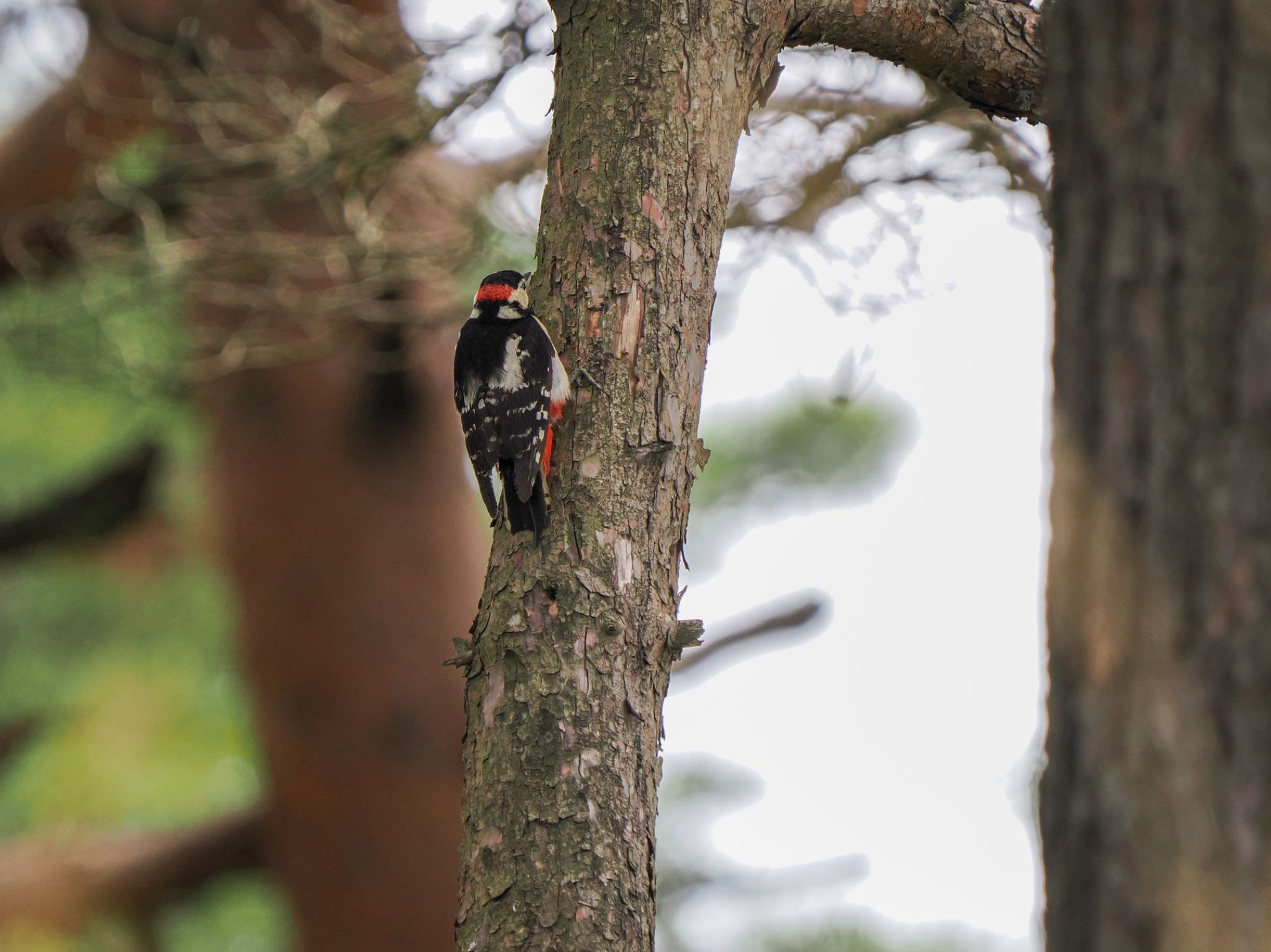 Great Spotted Woodpecker