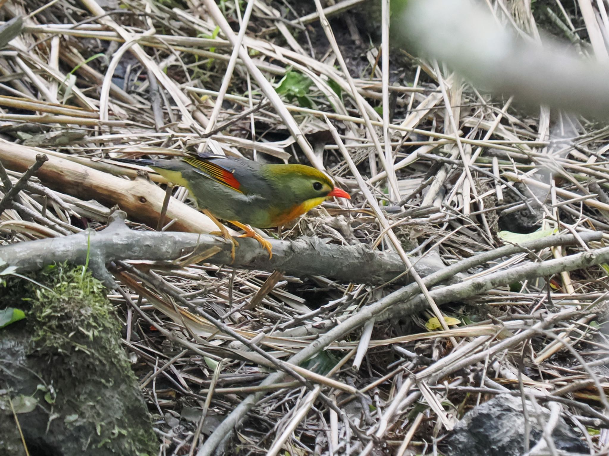 Red-billed Leiothrix