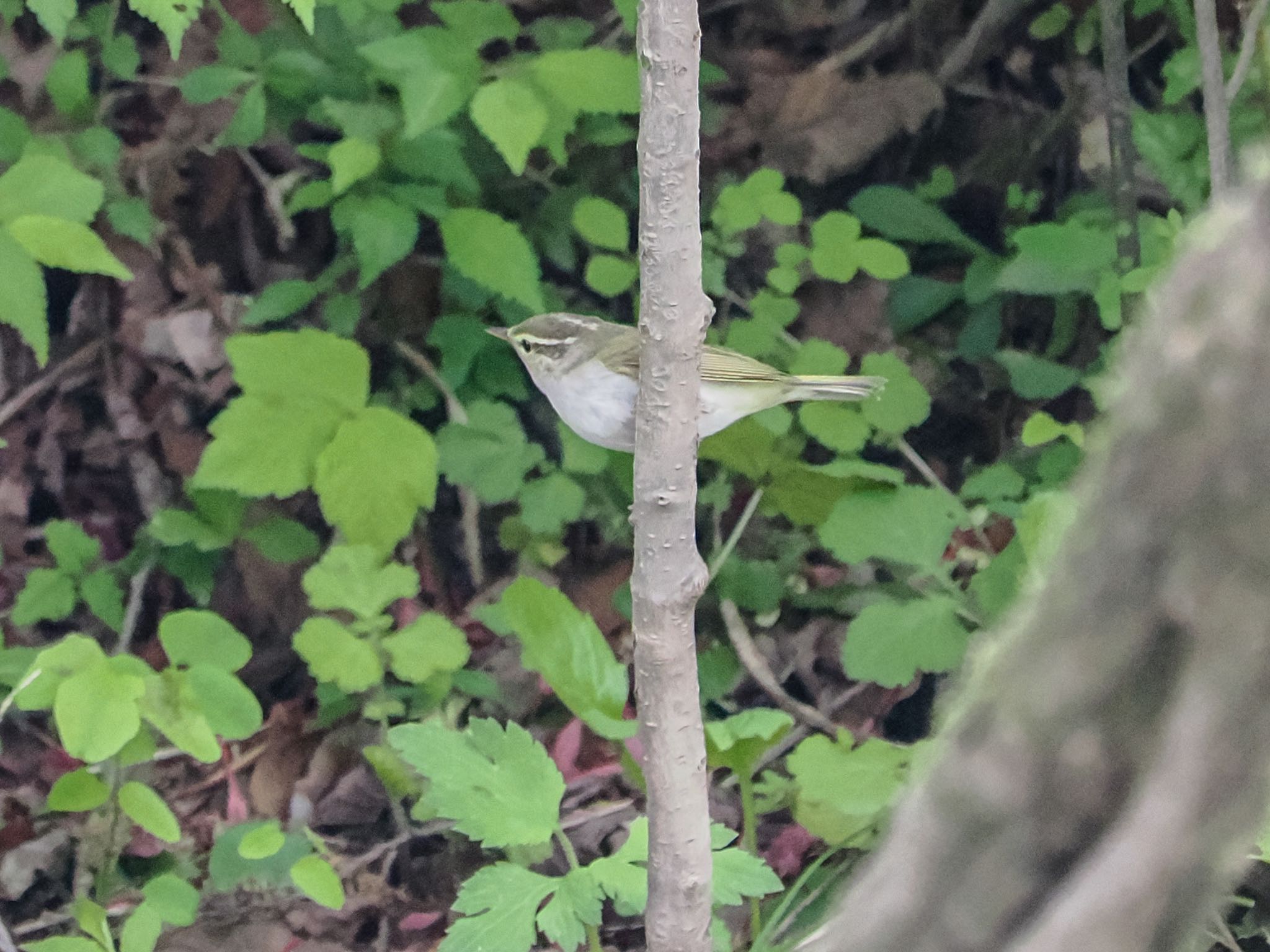 Eastern Crowned Warbler