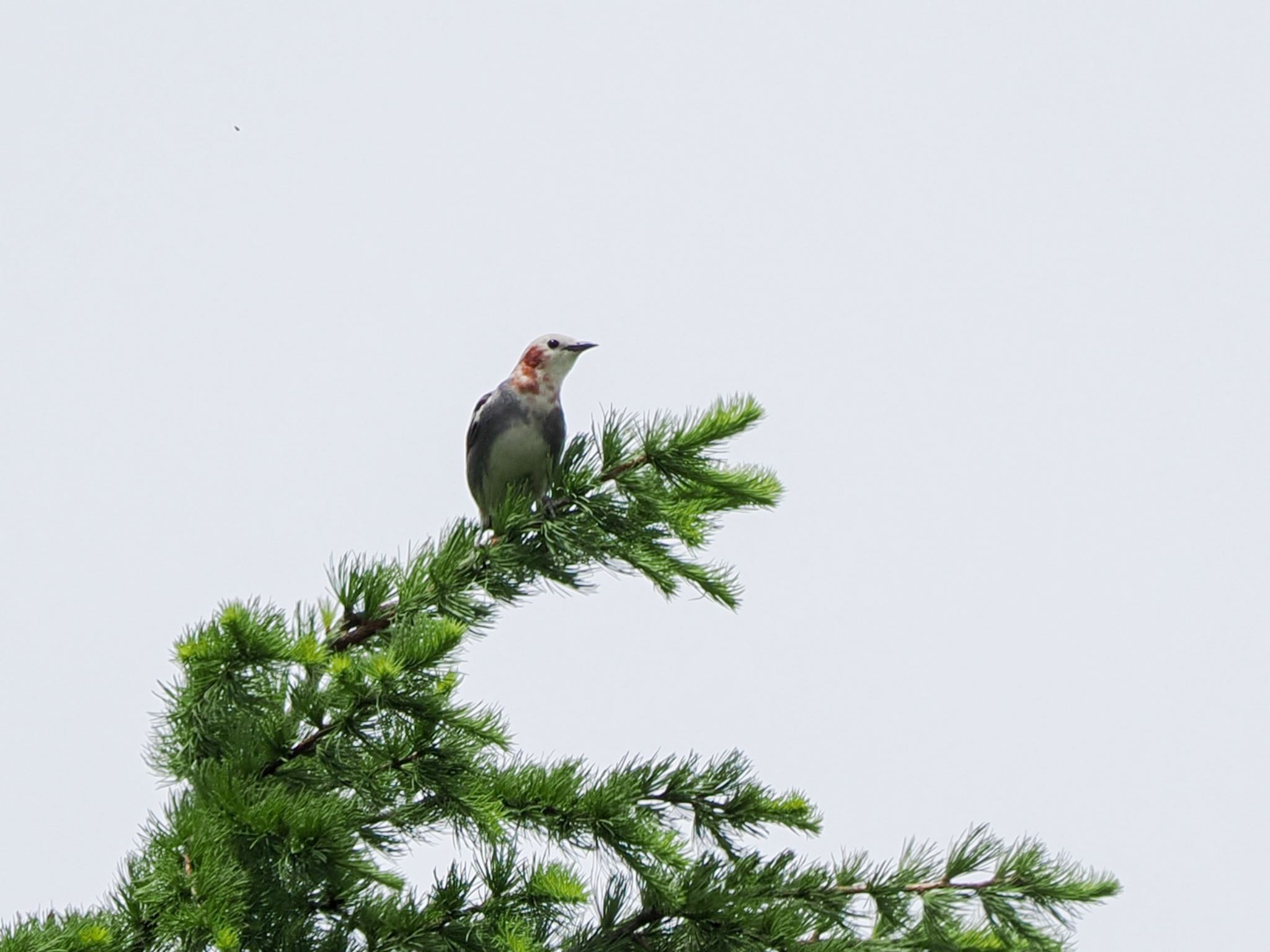 Chestnut-cheeked Starling