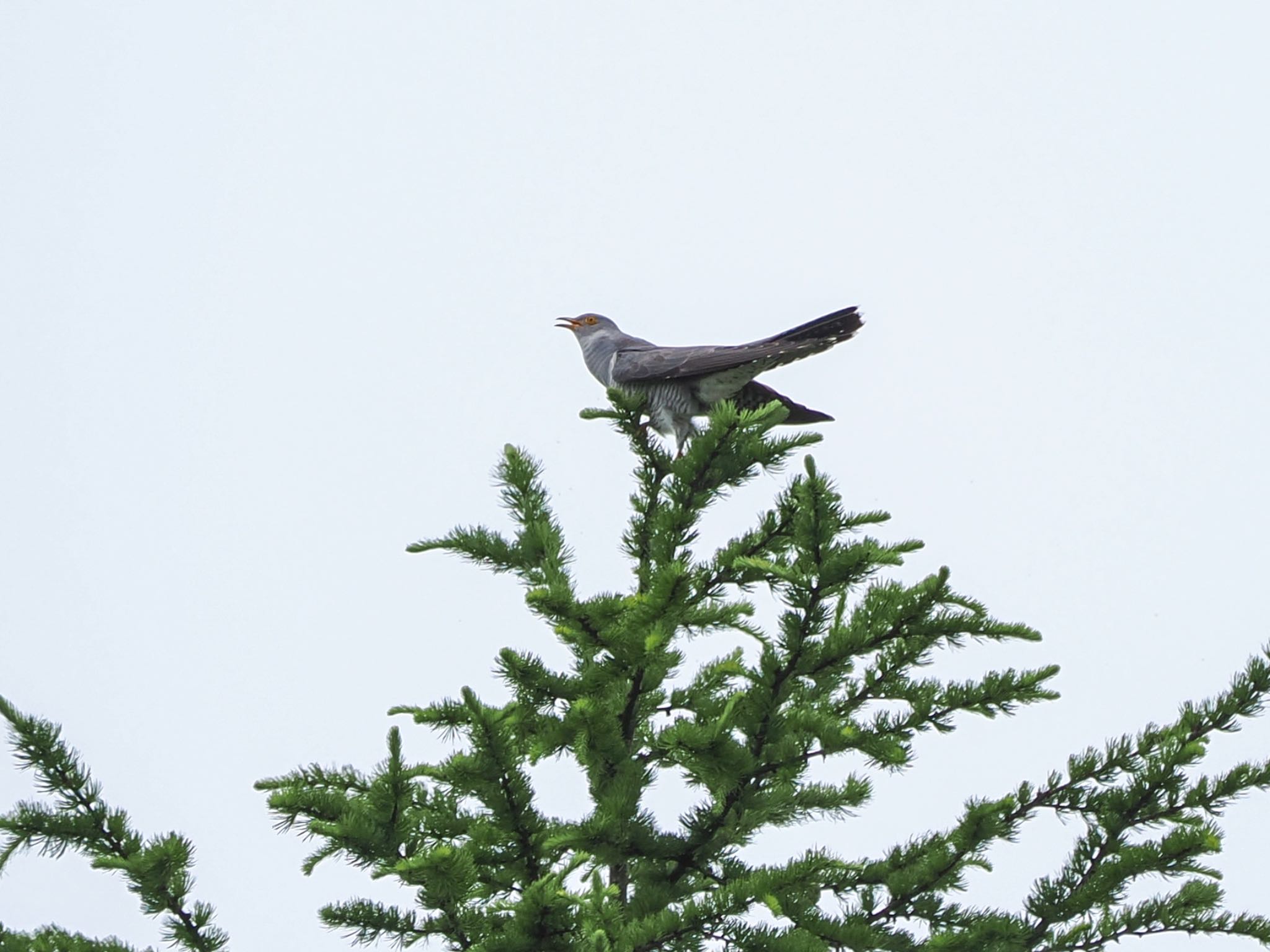 Common Cuckoo