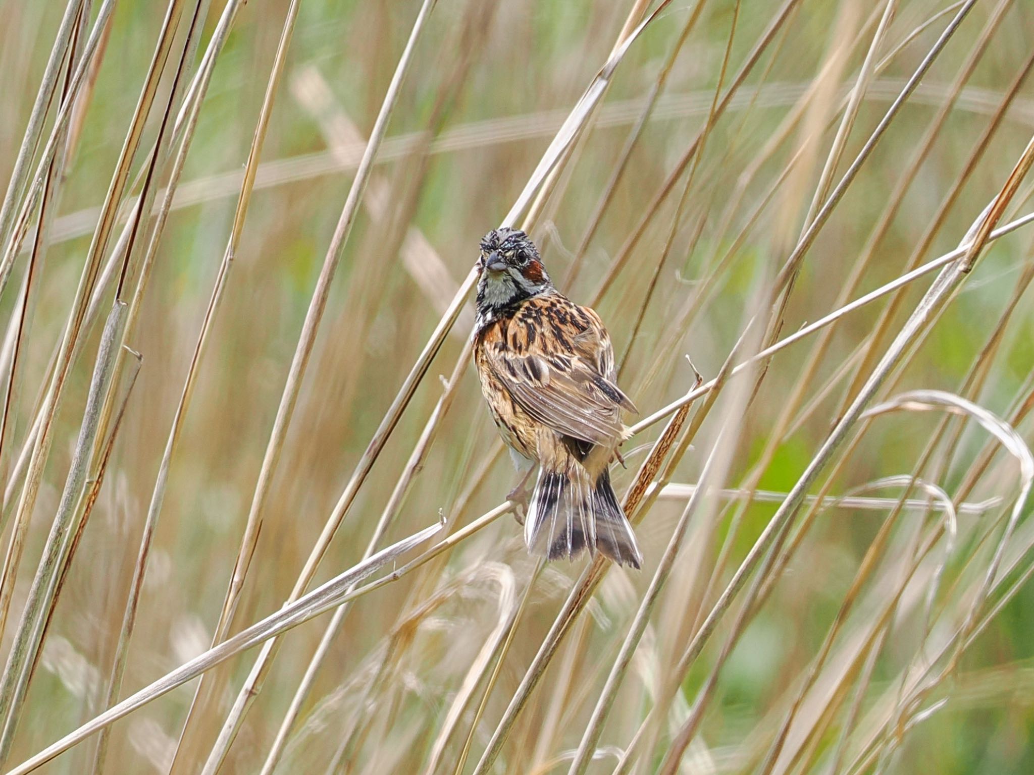 Chestnut-eared Bunting