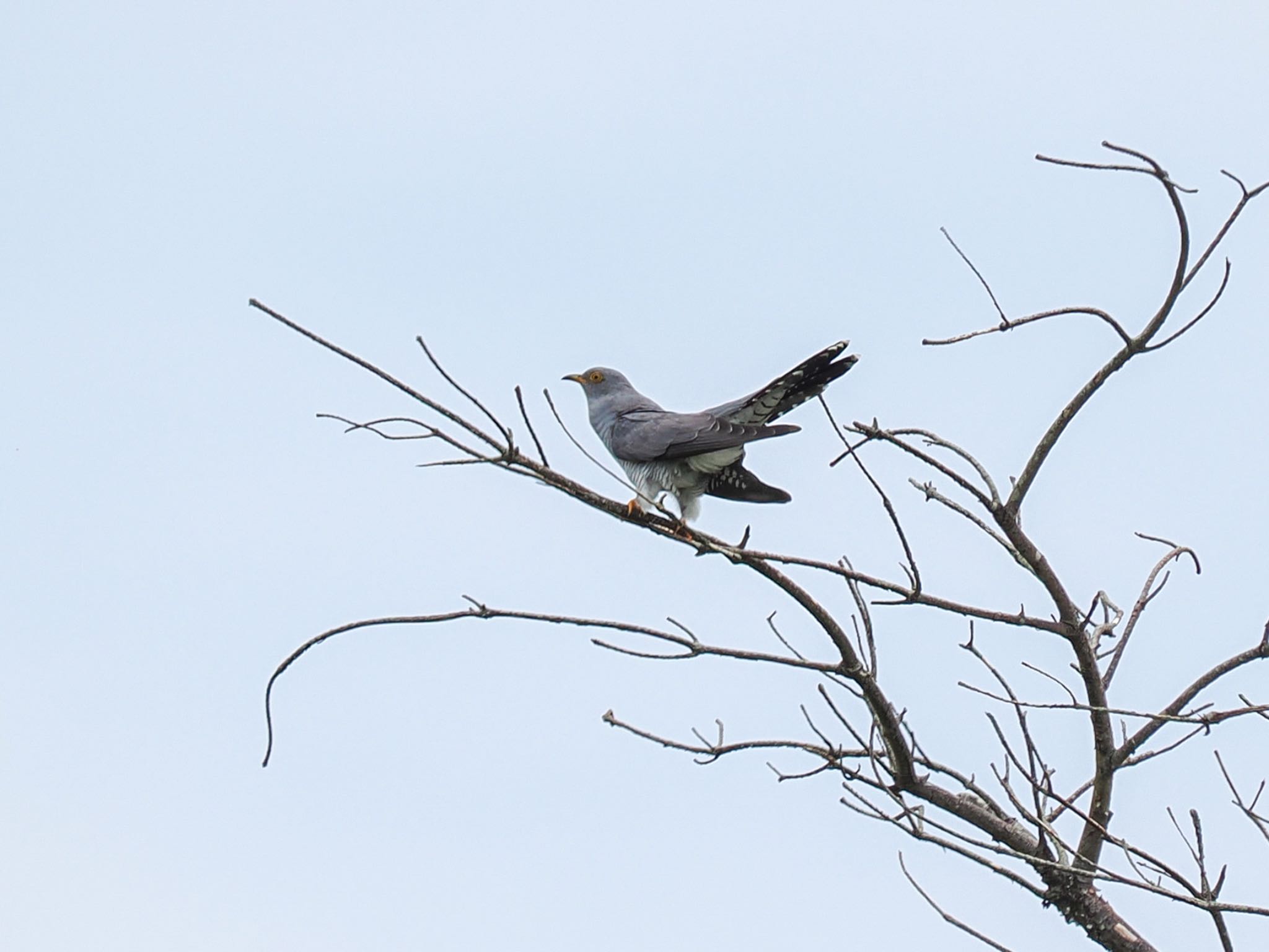 Common Cuckoo