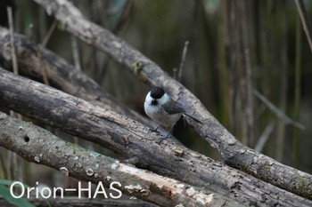 Willow Tit 山梨県 Thu, 5/18/2023