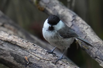 Willow Tit 山梨県 Thu, 5/18/2023