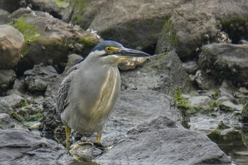 Striated Heron Tokyo Port Wild Bird Park Sat, 5/13/2023