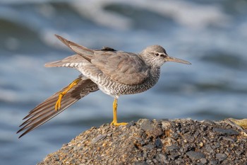 Wandering Tattler 日の出三番瀬沿い緑道 Sat, 5/27/2023