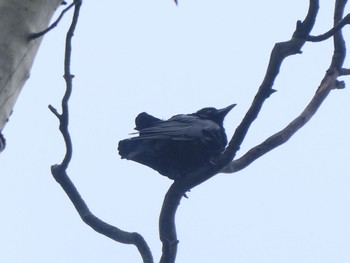 Little Raven Nuriootpa, SA, Austraria Sat, 5/27/2023