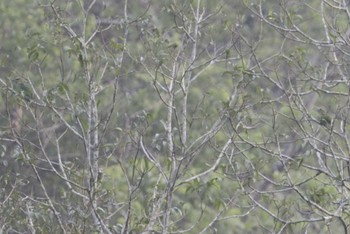 Green-eared Barbet Ba Be National Park Fri, 5/5/2023