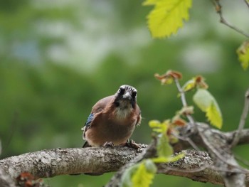 2023年6月5日(月) 奥日光の野鳥観察記録