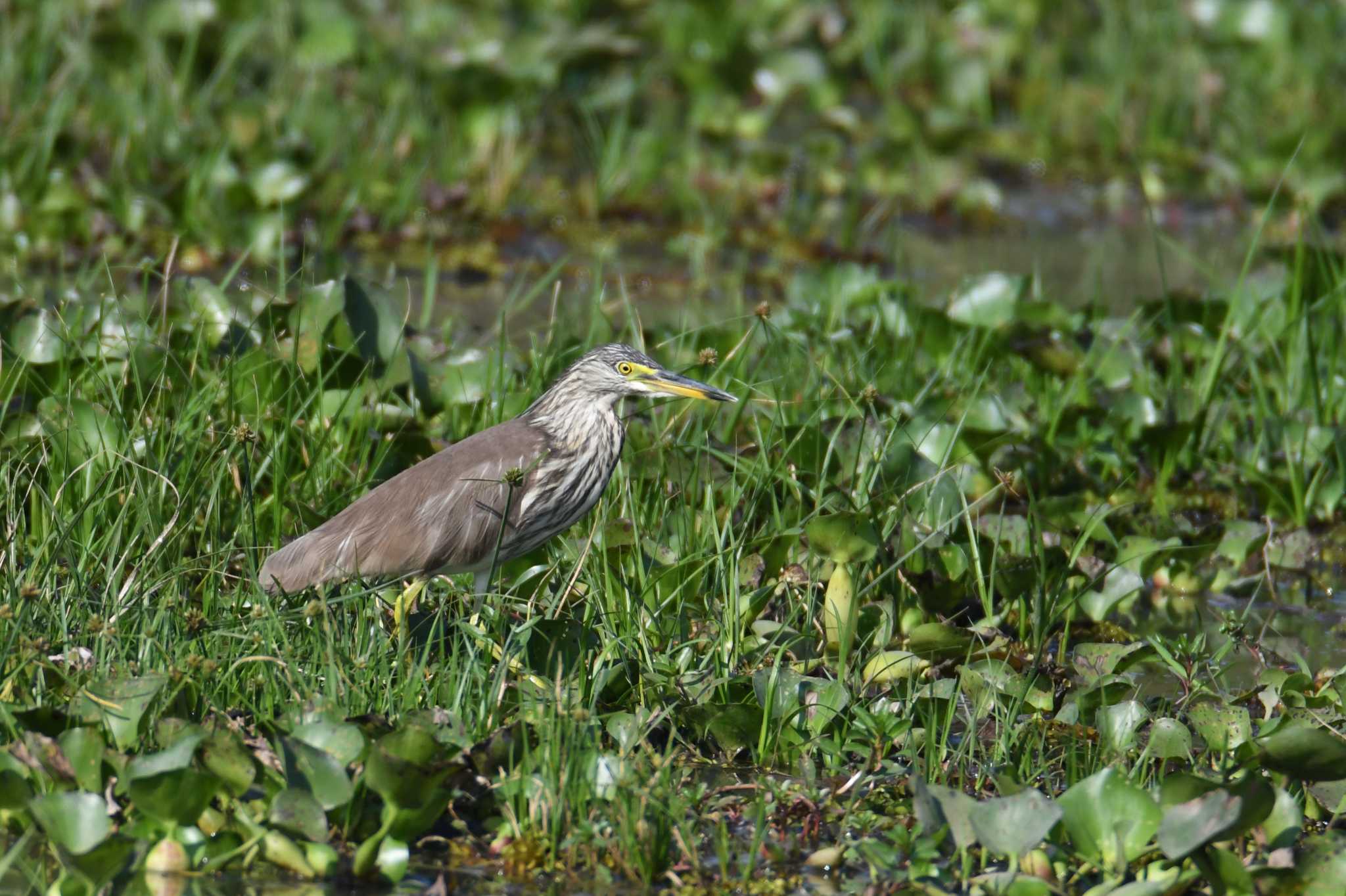 Chinese Pond Heron