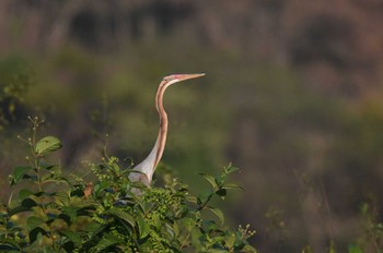 Purple Heron Nong Bong Khai Non-hunting Area Sun, 2/19/2023