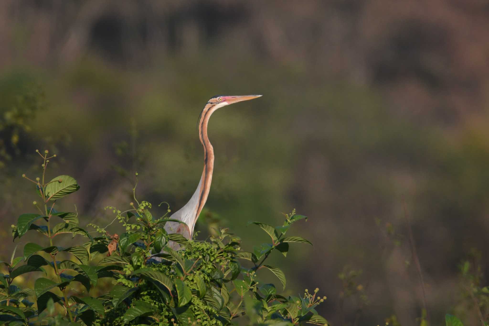 Nong Bong Khai Non-hunting Area ムラサキサギの写真 by あひる