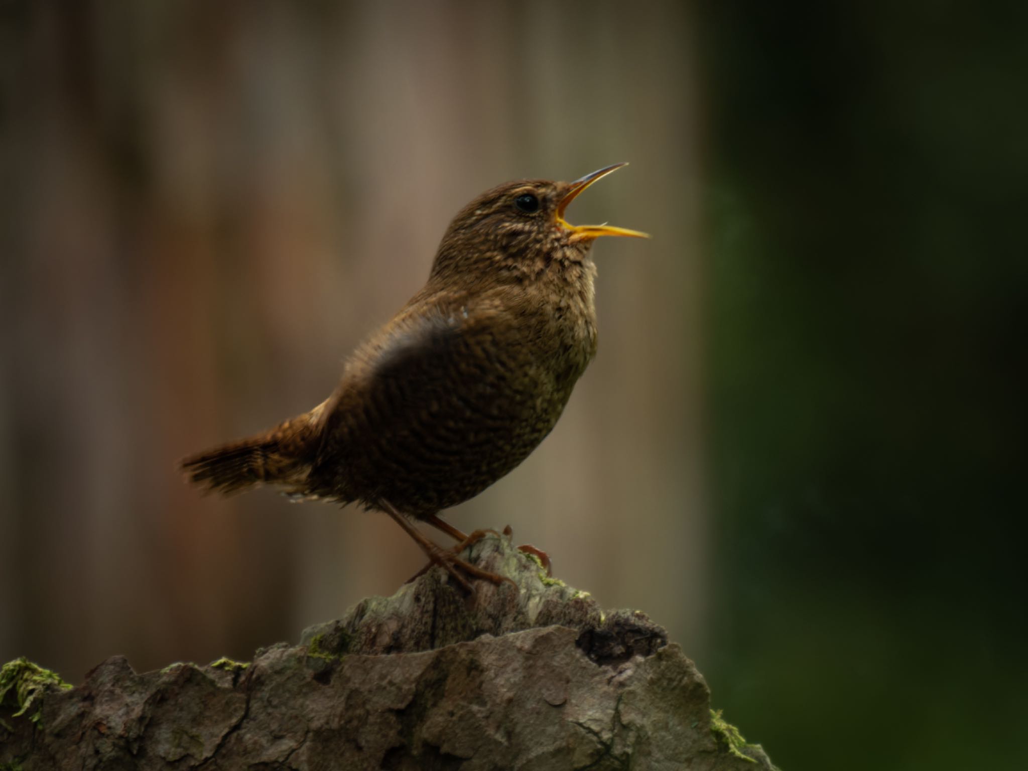 Photo of Eurasian Wren at 鳴沢氷穴 by ぽちゃっこ