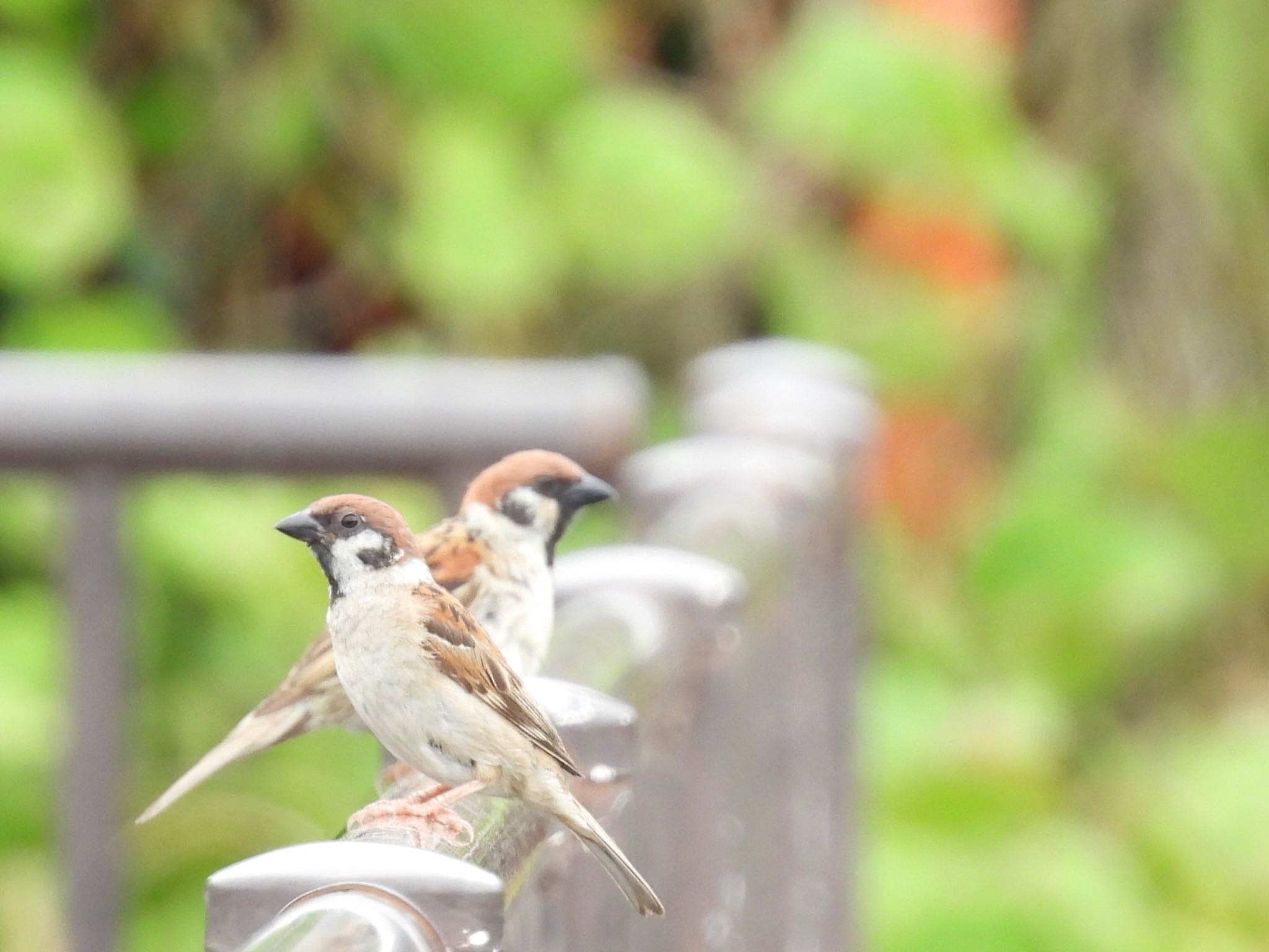 埼玉県さいたま市 スズメの写真 by ツピ太郎