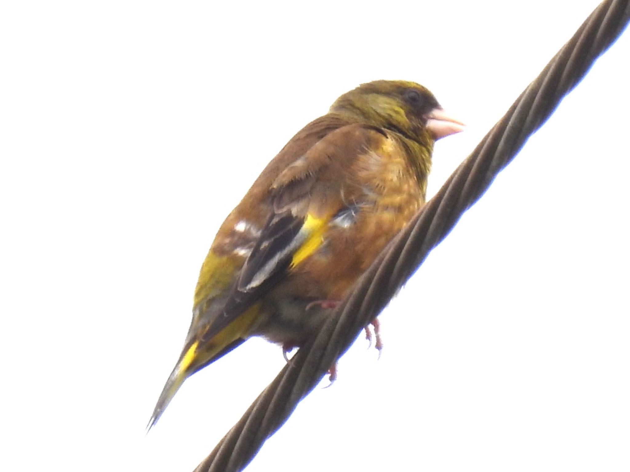 埼玉県さいたま市 カワラヒワの写真 by ツピ太郎