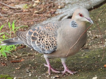 2023年6月10日(土) 埼玉県さいたま市の野鳥観察記録