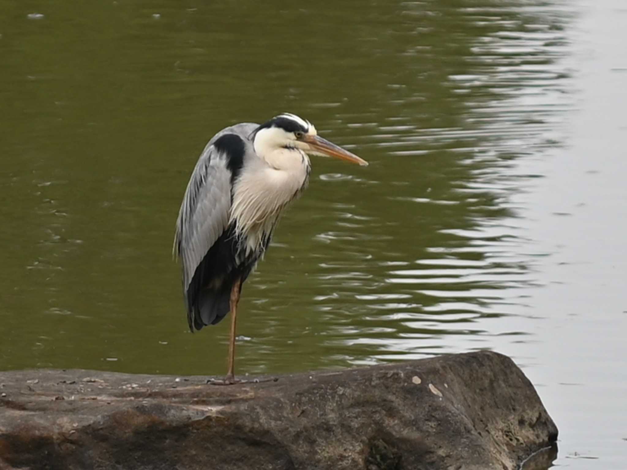 Grey Heron