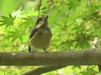 2023年6月10日(土) 立田山の野鳥観察記録