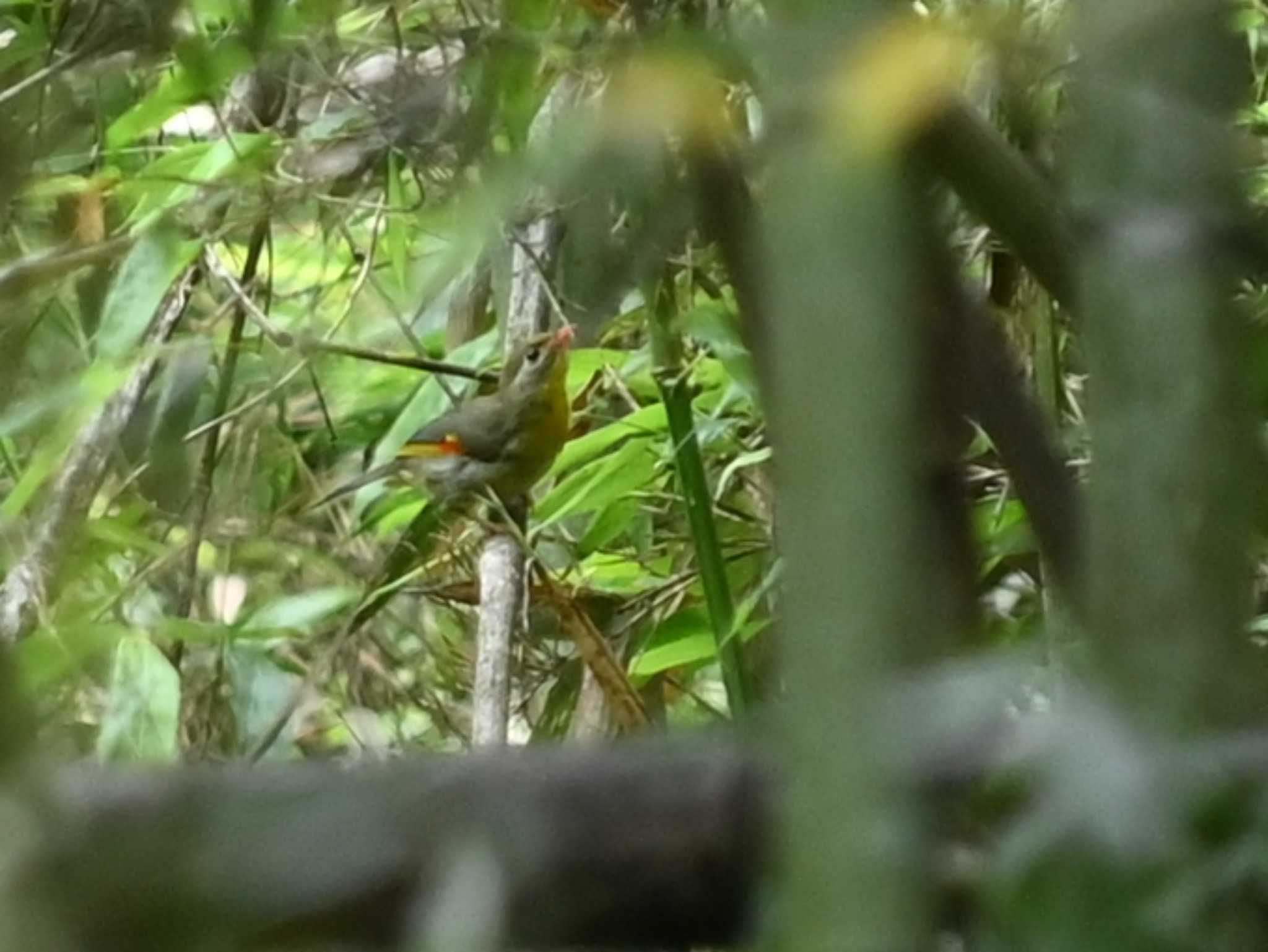 Red-billed Leiothrix